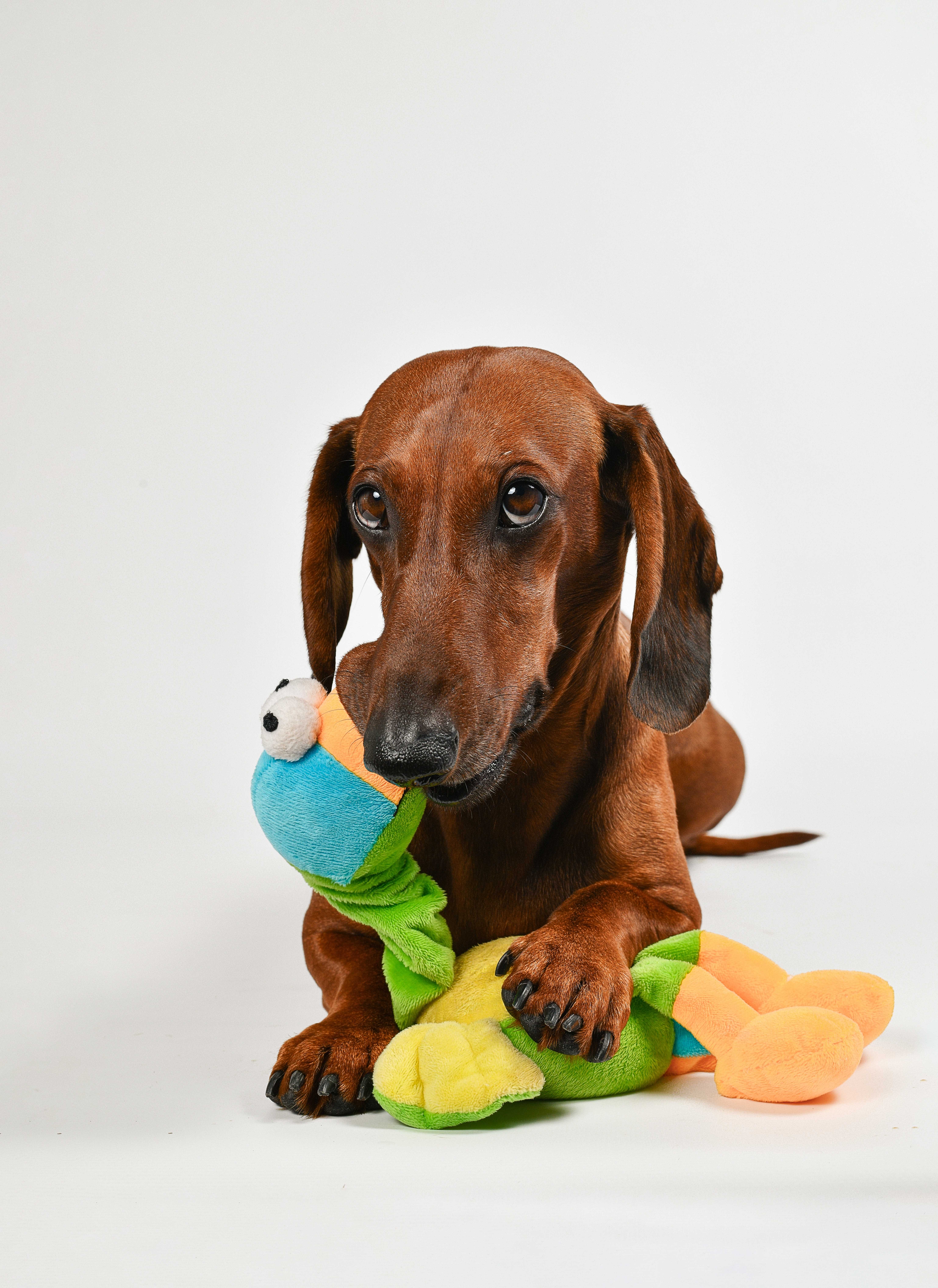 Pet Shop Landing Image